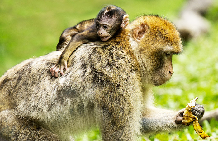 La Montagne Des Singes Camping Grand Est